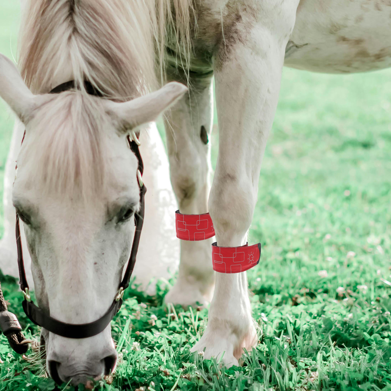 4Pcs LED Horse Ankle Bands Ult - مراجعة Ultra Cycling Gear وسعره